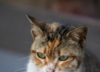 Kamp İçin Doğru Kıyafet Seçimi: Kat Kat Giyinmenin Sırları