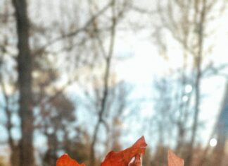 Karavan Park Yerleri Ücretli Mi? Merak Edilen Tüm Detaylar