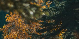 Doğa Yürüyüşü İçin En İyi Rotalar: Keşfedilmeyi Bekleyen Cennetler