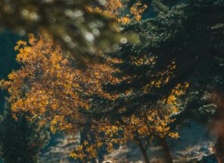 Doğa Yürüyüşü İçin En İyi Rotalar: Keşfedilmeyi Bekleyen Cennetler