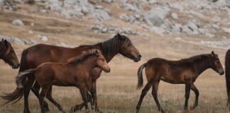Doğa İle Uyumlu Tuvalet Kullanımı: Sağlıklı ve Sürdürülebilir Çözümler