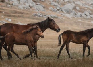 Doğa İle Uyumlu Tuvalet Kullanımı: Sağlıklı ve Sürdürülebilir Çözümler