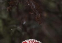 Dağda Kamp Kurarken Dikkat Edilmesi Gerekenler: Bilmeniz Gerekenler