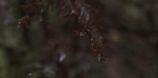 Dağda Kamp Kurarken Dikkat Edilmesi Gerekenler: Bilmeniz Gerekenler