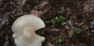 Doğada Hayatta Kalma Teknikleri: Bilmeniz Gereken Temel Bilgiler