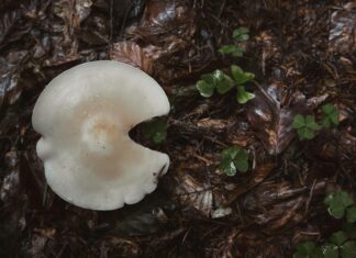 Doğada Hayatta Kalma Teknikleri: Bilmeniz Gereken Temel Bilgiler