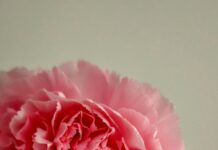 Romantik Kamp Tatili Planlama Rehberi: Hayalinizdeki Kaçamağı Keşfedin