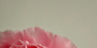 Romantik Kamp Tatili Planlama Rehberi: Hayalinizdeki Kaçamağı Keşfedin