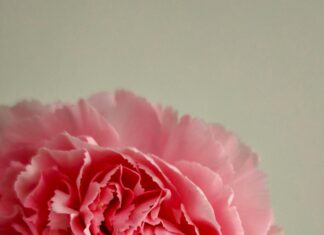 Romantik Kamp Tatili Planlama Rehberi: Hayalinizdeki Kaçamağı Keşfedin