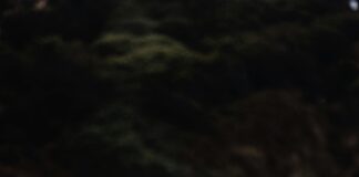 Orman İçinde Kamp Yapmak Yasal Mı? Bilmeniz Gerekenler!