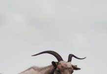 Kamp Alanlarında Yön Bulma Teknikleri: Doğada Kaybolmamanın Sırları