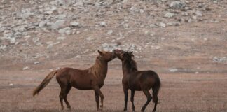 Kamp Yaparken Komşuluk Kuralları Nelerdir? Bilmeniz Gerekenler