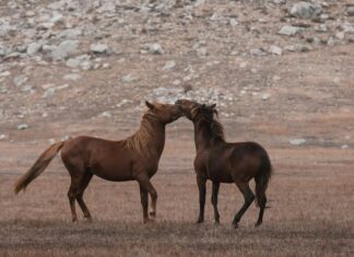 Kamp Yaparken Komşuluk Kuralları Nelerdir? Bilmeniz Gerekenler