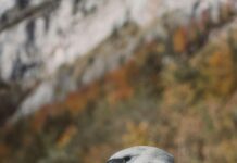 Türkiye’de En Güzel Sonbahar Kamp Yerleri Nereler? Keşfedin!