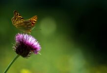 Karadeniz Bölgesinde Doğa Kampı Nerede Yapılır? Keşfedilecek En Güzel Yerler