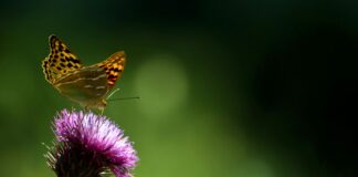 Karadeniz Bölgesinde Doğa Kampı Nerede Yapılır? Keşfedilecek En Güzel Yerler