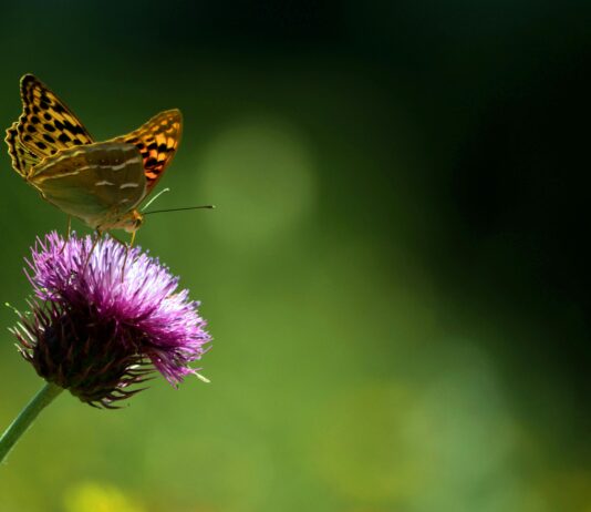 Karadeniz Bölgesinde Doğa Kampı Nerede Yapılır? Keşfedilecek En Güzel Yerler