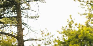 Kamp Sırasında Hayvan Seslerinden Nasıl Rahatsız Olunmaz? İpuçlarıyla!