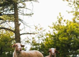 Kamp Sırasında Hayvan Seslerinden Nasıl Rahatsız Olunmaz? İpuçlarıyla!