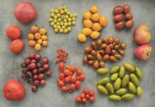 Vegan Kamp Menüsü Nasıl Olmalı? Lezzetli ve Pratik Öneriler Vegan Kamp Menüsü Nasıl Olmalı? Lezzetli ve Pratik Öneriler