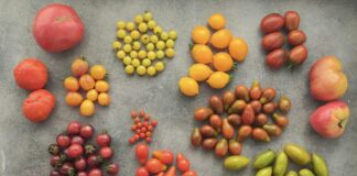 Vegan Kamp Menüsü Nasıl Olmalı? Lezzetli ve Pratik Öneriler