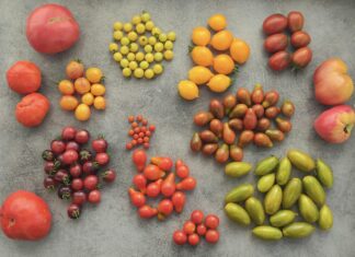 Vegan Kamp Menüsü Nasıl Olmalı? Lezzetli ve Pratik Öneriler